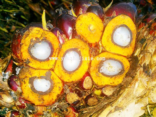 棕櫚果制油成套設(shè)備工程規(guī)格含棕櫚果圖片(圖1)