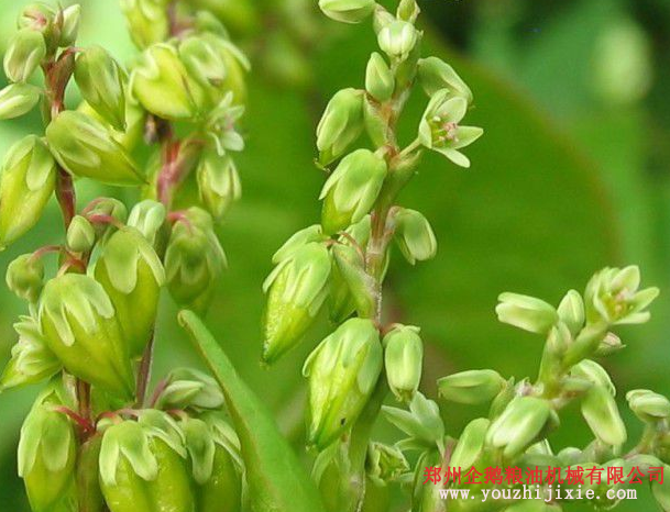 油脂設(shè)備之苦蕎籽油提取設(shè)備 苦蕎籽油營養(yǎng)價值高(圖1)